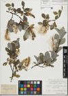 Foto von Salix glabra Scop.